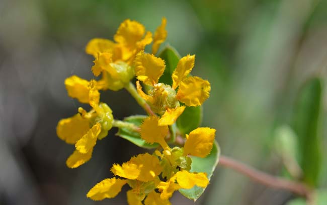 Aspicarpa hirtella, Chaparral Asphead, Southwest Desert Flora